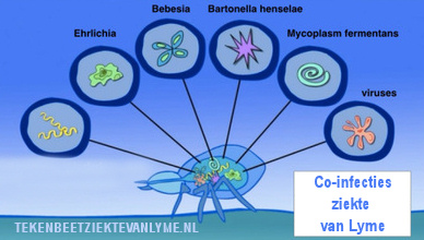 Co-infecties ziekte van lyme